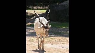 Facts About Addax Intriguing Facts About the Desert Wanderer shorts [upl. by Heilner991]