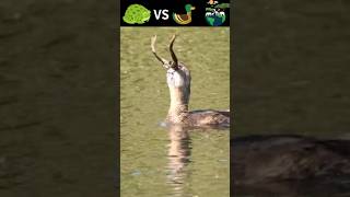 Piedbilled Grebe Bird Eating a Bullfrog 🐸😳shorts birds frog [upl. by Klement]