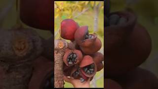 Java Olive fruit harvesting sterculia foetida image satisfying shortvideo [upl. by Corby876]