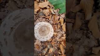 Macrolepiota procera Transylvania [upl. by Sayce]