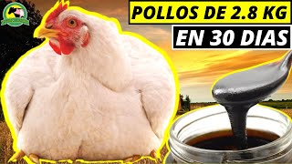 Cómo ENGORDAR Pollos Con MELAZA Fácil Rápido Y Económico [upl. by Tait]