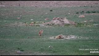 Blacktailed prairie dog Harass Rattle Snake Out The Burrows [upl. by Ecinej]