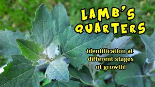 Lambs Quarters Identification At Different Stages of Growth [upl. by Eiblehs]