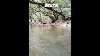 Devarakolly river God fish  Environment Madikeri kodagu [upl. by Aed]