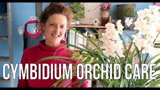 Cymbidium Orchid Care [upl. by Lattimer175]