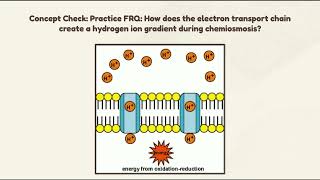 AP Bio Respiration Project ETCChemiosmosis [upl. by Elleret]