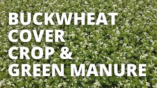 Buckwheat Summer Cover Crop amp Green Manure for Food Plots [upl. by Aizirtap472]