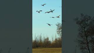 Snow Goose PANIC snowgoosehunting snowgoose hunting higdonoutdoors goosehunting [upl. by Suravaj]