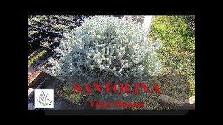 santolina pianta officinale [upl. by Raybin497]