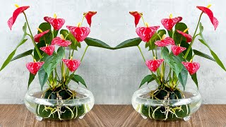 Superflowering Red Anthurium Grow in water with simple method [upl. by Anaehr]