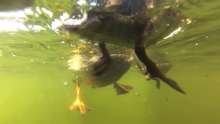 Amazing Ducklings SwimmingUnderwater View [upl. by Airtemed]