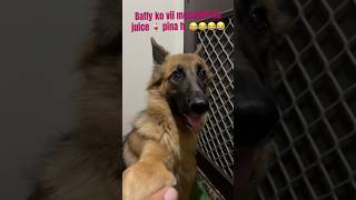 Mosambi ￼Ka Mahina🍊 baffy germanshepherd trending shorts reels youtubeshorts comedy [upl. by Neroled]