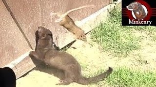 Mink and Dog Cleanup Backyard Rats [upl. by Bushey]