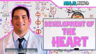 Embryology  Development of the Heart ❤️ [upl. by Haeel]