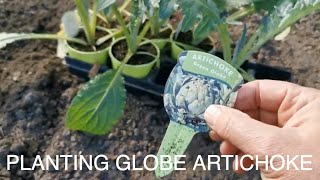 How To Grow And When To Plant Globe Artichokes [upl. by Akerahs]