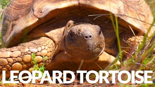 This Wild Leopard Tortoise is 80 Years Old Plus baby tortoises [upl. by Shewmaker]