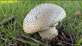 Amanita echinocephala November 3 2024 [upl. by Akinehc867]