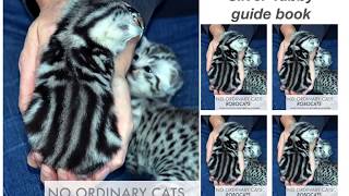 BRITISH SHORTHAIR SILVER TABBY CATS The ultimate guide explains why these are  No Ordinary Cats [upl. by Ariec]