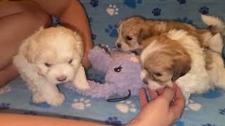 Coton de Tulear Puppies For Sale  Sandy 8924 [upl. by Slavin]