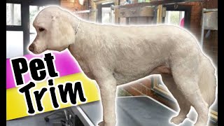 GOLDENDOODLE Pet TRIM Step by Step DETAILED Instructions for the Beginner Groomer [upl. by Kluge]