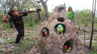 Video of a woodcutter meeting a parrot in a hole TreeHoleAdventuresBirdWatching NatureLoversbird [upl. by Ellohcin39]