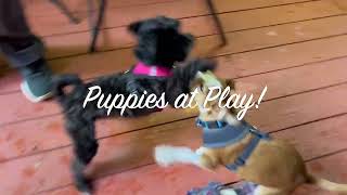 Watch 11seconds of Puppies at Play [upl. by Mulloy]