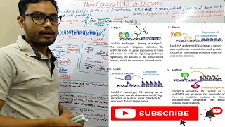 Non coding RNA An Overview [upl. by Francisca]