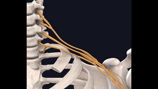 Lockdown Anatomy with Prof Alice Roberts 8 Nerves of the Upper Limb [upl. by Enaujed]