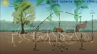 Future of Our Forests Climate Change and Interspecific Competition in Acadian Forest Ecosystems [upl. by Yankee]