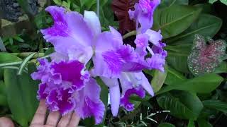 Cattleya orchids in flower Rlc Yen 24 Karat Rlc Orchidglade on Titanic [upl. by Rayna]