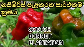 නයි මිරිස් ඇට සාර්ථකව පැළ කිරීම Scotch Bonnent Plantation හරියටම දැනගන්න AluthWagawa අලුත්වගාව [upl. by Cary319]