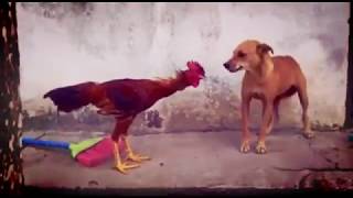 Dog vs Hen Fight  লরেঙ্গে ইয়া মরঙ্গে  Guess who win  Dog run away [upl. by Airdnekal724]