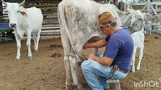 Seu Leôncio aqui a lida começa sedovamos tirar leitefazenda mandacaru MG [upl. by Ainiger979]