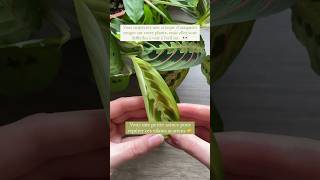 Une astuce infaillible pour détecter les araignées rouges ✋🌱 [upl. by Furgeson509]