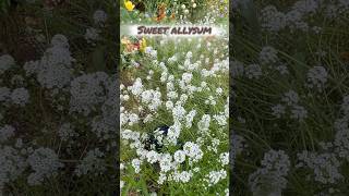 Sweet Alyssum flower fragrant border plant pretty gardening flowers shorts shortvideo [upl. by Ellitnahc729]