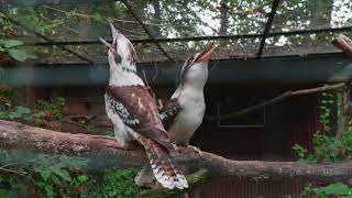 Kookaburra Jägerliest Lachender Hans Dacelo novaeguineae [upl. by Martelli]