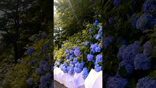 hydrangeamacrophyllaгортензияgardenгортензіяflowers parkjardinshortsアジサイсадnature japan [upl. by Galatea]