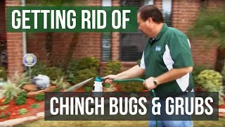 How to Get Rid of Chinch Bugs and Grubs 4 Easy Steps [upl. by Olney]