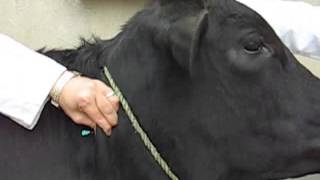 Intradermal Injection in Cow [upl. by Mcdougall]