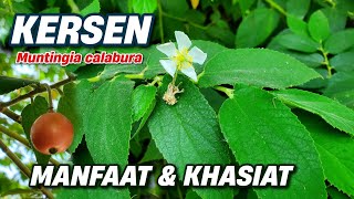 MANFAAT KERSEN UNTUK KESEHATAN ‼️ Muntingia calabura kersen muntingiacalabura muntingia keres [upl. by Yekcor]