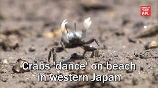 Crabs dance on beach in western Japan [upl. by Tania]