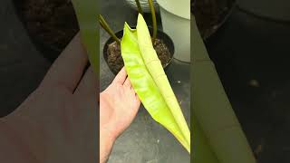 rare plant philodendron [upl. by Gnivre]