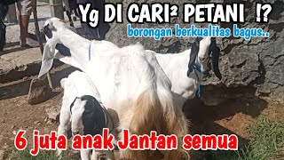 6000🔥🔥TERBARU PAKET KOMPLIT HARGA MENENGAH HINGGA MURAH DIPASAR KLIWON TRENGGALEK‼️HargaTernak [upl. by Renelle]