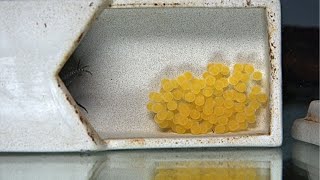 How to Breed Plecos 101 The Secret Sauce 4K [upl. by Nnyltiak]