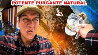 Probé el famoso LAXANTE NATURAL que LIMPIA PURGA Y REJUVENECE  Jordy Aventurero [upl. by Danas400]