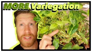 Maximize VARIEGATION on your RARE Plants  How to Prune Burle Marx Philodendron [upl. by Uhthna]