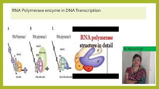 RNA POLYMERASE 12345IITRANSCRIPTION IN PROKAROTES AND EUKARYOTES II NEET II CLASS 12IIBSC II MSC [upl. by Akerue]