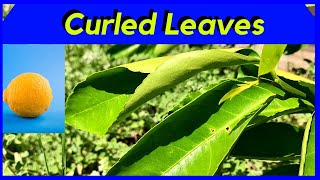 LEAF CURL on Citrus Trees WHY [upl. by Hurd]