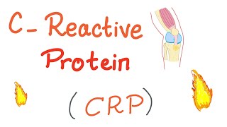 CReactive Protein CRP  Inflammation  Acute phase reactant [upl. by Viquelia]