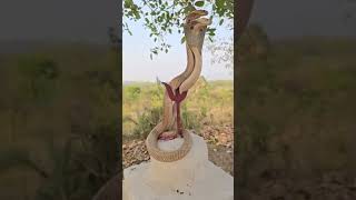 Snake video  viral snake video  trendingvideo letestvideos viralvideo bhagwan Sankar bhagwan [upl. by Ezar]